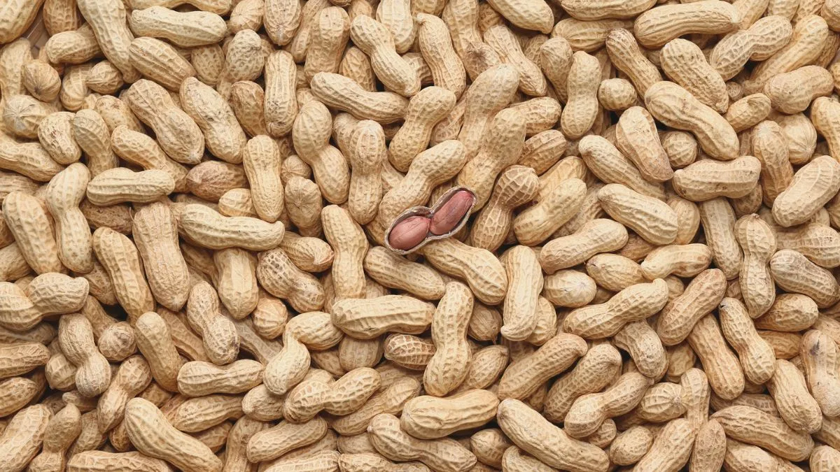 Bikaner, Moongfali, Support Price, FIR, E-Mitra, Fake Tokens, Namrata Vrishni, Agriculture, Procurement, Rajasthan