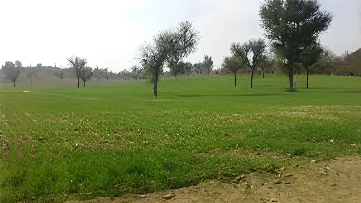 Rajasthan Weather, Bikaner Cold Wave, Pugal Rajasthan, Kapil Muni Fair, Rajasthan Temperature Drop, Rabi Crops, Agriculture News, ANCF Weather Desk